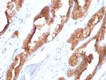 Heat Shock 27kDa Protein 1 Antibody in Immunohistochemistry (Paraffin) (IHC (P))