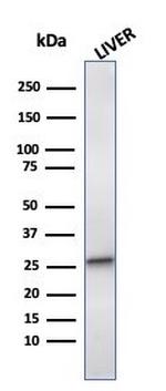 Heat Shock 27kDa Protein 1 Antibody in Western Blot (WB)