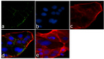 Occludin Antibody in Immunocytochemistry (ICC/IF)