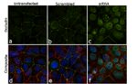 Occludin Antibody in Immunocytochemistry (ICC/IF)