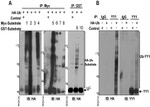 NEDD8 Antibody in Western Blot (WB)