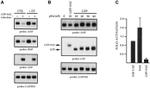 GFP Antibody in Western Blot (WB)