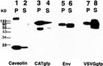 GFP Antibody in Western Blot (WB)