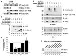 GFP Antibody in Western Blot (WB)