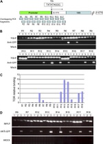 GFP Antibody in Immunoprecipitation, ChIP Assay (IP, ChIP)