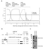 GFP Antibody in Western Blot (WB)