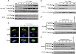 GFP Antibody in Western Blot, Immunoprecipitation (WB, IP)