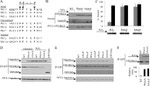 GFP Antibody in Western Blot (WB)