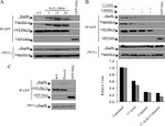 GFP Antibody in Western Blot (WB)