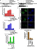 GFP Antibody in Western Blot (WB)