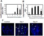 GFP Antibody in Immunohistochemistry (Paraffin) (IHC (P))