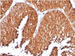 HSP60 (Heat Shock Protein 60) (Mitochondrial Marker) Antibody in Immunohistochemistry (Paraffin) (IHC (P))