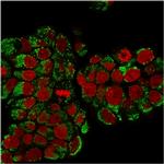 HSP60 (Heat Shock Protein 60) (Mitochondrial Marker) Antibody in Immunocytochemistry (ICC/IF)