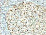 HSP60 (Heat Shock Protein 60) (Mitochondrial Marker) Antibody in Immunohistochemistry (Paraffin) (IHC (P))