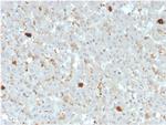 Apolipoprotein A4/apoA-IV Antibody in Immunohistochemistry (Paraffin) (IHC (P))