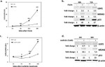 MDM2 Antibody in Western Blot (WB)