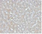 Apolipoprotein B/APOB Antibody in Immunohistochemistry (Paraffin) (IHC (P))