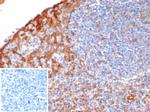 STING1/TMEM173 Antibody in Immunohistochemistry (Paraffin) (IHC (P))