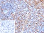 STING1/TMEM173 Antibody in Immunohistochemistry (Paraffin) (IHC (P))