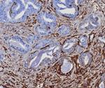 STING1/TMEM173 Antibody in Immunohistochemistry (Paraffin) (IHC (P))