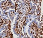 STING1/TMEM173 Antibody in Immunohistochemistry (Paraffin) (IHC (P))