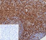 STING1/TMEM173 Antibody in Immunohistochemistry (Paraffin) (IHC (P))