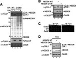 NEDD8 Antibody in Western Blot (WB)