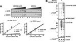 NEDD8 Antibody in Western Blot (WB)