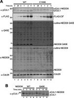 NEDD8 Antibody in Western Blot (WB)