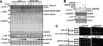 NEDD8 Antibody in Western Blot (WB)