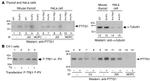 Securin Antibody in Western Blot, Immunoprecipitation (WB, IP)