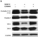 ZO-1 Antibody in Western Blot (WB)