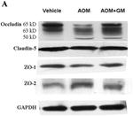 ZO-1 Antibody in Western Blot (WB)