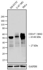 CD147 Polyclonal Antibody