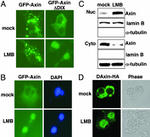 AXIN1 Antibody in Western Blot (WB)