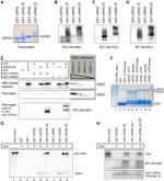 AXIN1 Antibody in Western Blot (WB)