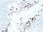 Immunoglobulin Alpha (IgA) Heavy Chain Antibody in Immunohistochemistry (Paraffin) (IHC (P))