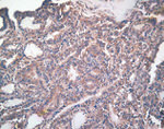 COX1 Antibody in Immunohistochemistry (IHC)