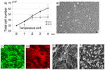 ZO-1 Antibody in Immunocytochemistry (ICC/IF)