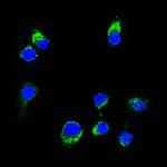 Lambda Light Chain (B-Cell Marker) Antibody in Immunocytochemistry (ICC/IF)