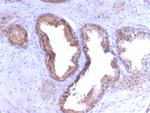 Prostate Specific Antigen (PSA) Antibody in Immunohistochemistry (Paraffin) (IHC (P))