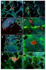 Connexin 43 Antibody in Immunocytochemistry (ICC/IF)