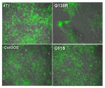 Connexin 43 Antibody in Immunocytochemistry (ICC/IF)