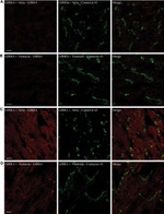 Connexin 43 Antibody in Immunohistochemistry (Frozen) (IHC (F))