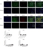 MGMT Antibody in Immunohistochemistry (Paraffin) (IHC (P))