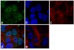 MGMT Antibody in Immunocytochemistry (ICC/IF)