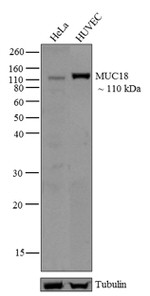 CD146 Monoclonal Antibody (OJ79) (35-7800)