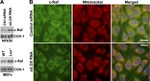 COX1 Antibody in Western Blot (WB)