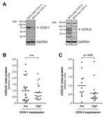 COX1 Antibody in Western Blot (WB)