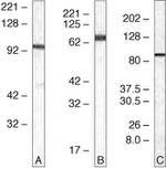 TLR5 Antibody in Western Blot (WB)